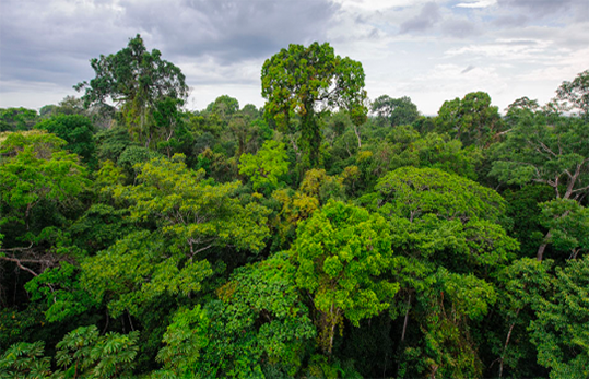 Bosque
