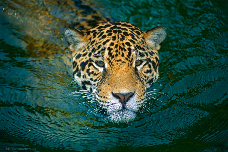 Amazonía en Agenda. Tráfico de vida silvestre: factores que incentivan el delito