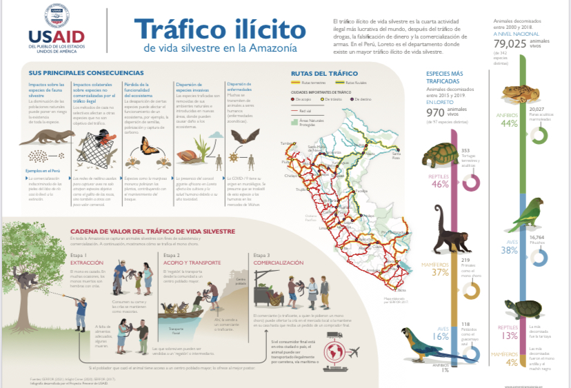 Infografía: Tráfico ilegal de fauna silvestre en la Amazonía peruana