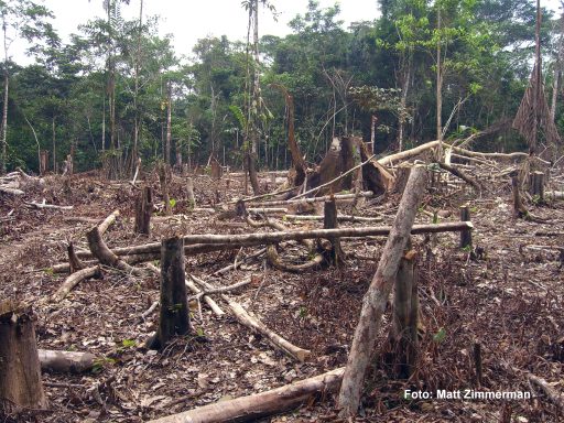 Imagen destacada de Nuevo estudio sobre la tala ilegal en la Amazonía peruana