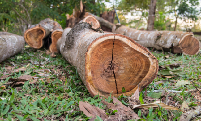 Webinar: Principales retos para enfrentar la tala y tráfico ilegal de madera