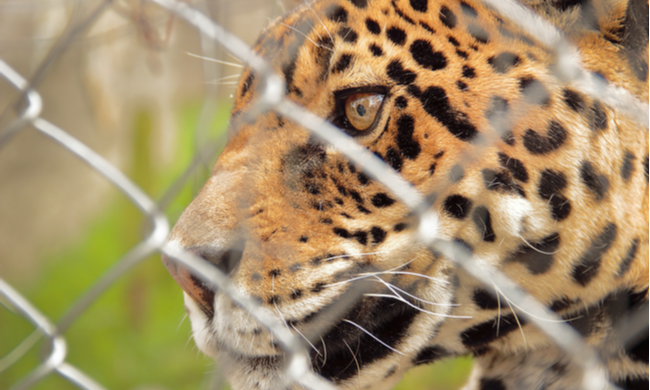 Webinar: ¿Cómo se desarrolla el tráfico ilegal de especies silvestres en Perú?