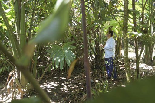 Infografía: Los bosques de varillales de Loreto: un valioso, pero frágil ecosistema que debemos conservar
